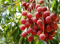 Fresh Litchi